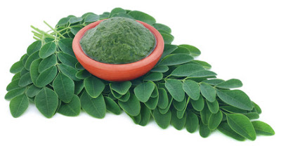 Moringa plant - Health Benefits, Medical Uses and Side Effects Moringa plant - Health Benefits, Medical Uses and Side Effects