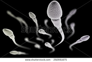 How to increase your sperm count How to increase your sperm count